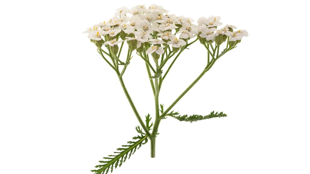 Yarrow osana Proctonic