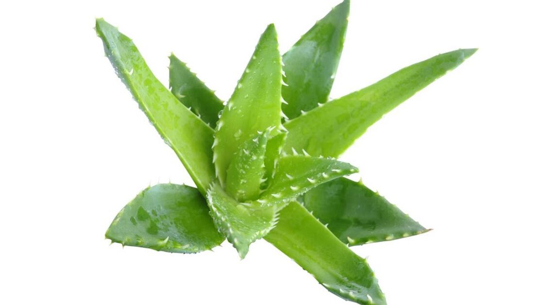 aaloe kreemis Proctonic